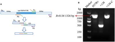 Deletion of the Mycobacterium tuberculosis cyp138 gene leads to changes in membrane-related lipid composition and antibiotic susceptibility